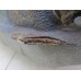 Бак топливный Kia Ceed 2007-2012 238843 311501H270